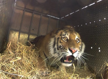 Putin Reintroduces Siberian Tiger to the Russian Wild