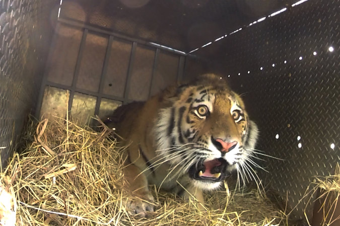 Putin Reintroduces Siberian Tiger to the Russian Wild