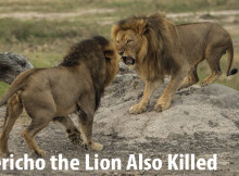 Is Jericho the Lion Also Killed
