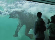 An African Elephant Died in a Big Water Tank