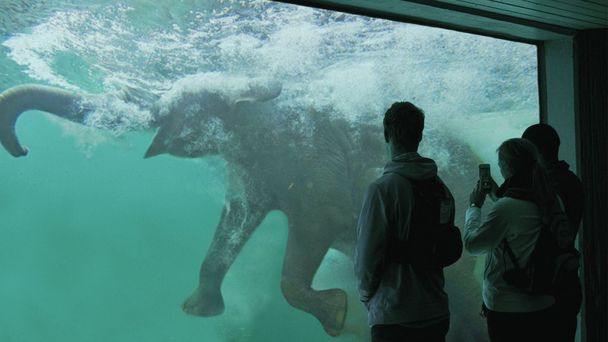 An African Elephant Died in a Big Water Tank
