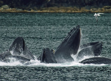 A Larger Number of Whales Found in Michigan Lake