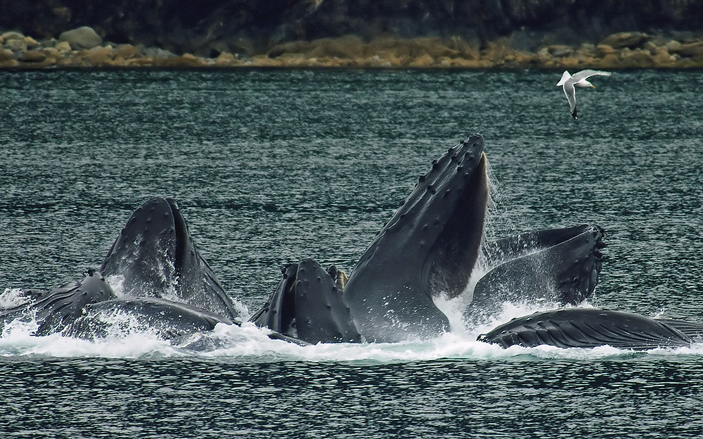 A Larger Number of Whales Found in Michigan Lake