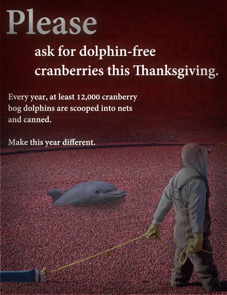 think-of-the-dolphins-Imgur