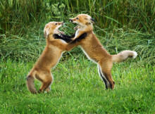 Red Foxes Screams when they find their Perfect Soul Mate