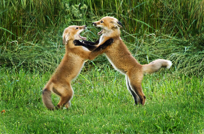 Red Foxes Screams when they find their Perfect Soul Mate