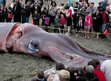 A Video Showing a Giant Squid found on a Beach in New Zealand