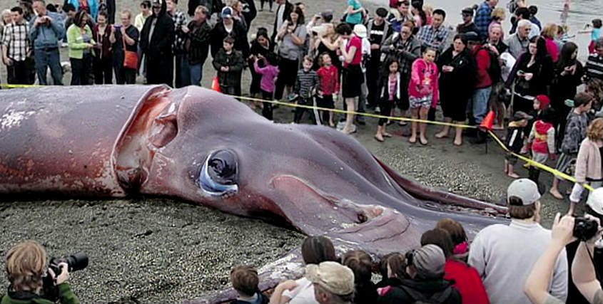 A Video Showing a Giant Squid found on a Beach in New Zealand