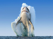 Is This Award Winning Photograph of Great White Shark?