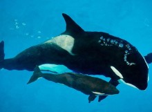 3-Months Old Orca “Kyara” has died at SeaWorld in San Antonio