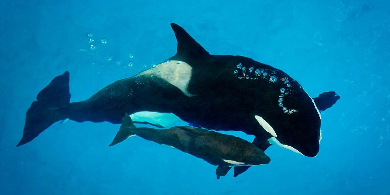 3-Months Old Orca “Kyara” has died at SeaWorld in San Antonio