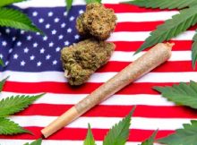 Democratic Victory in US Senate would help efforts in Cannabis Legislation
