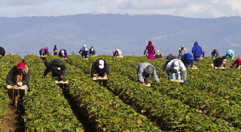 US Department of Agriculture announced $600 Bonus for Farm & Meatpacking Workers